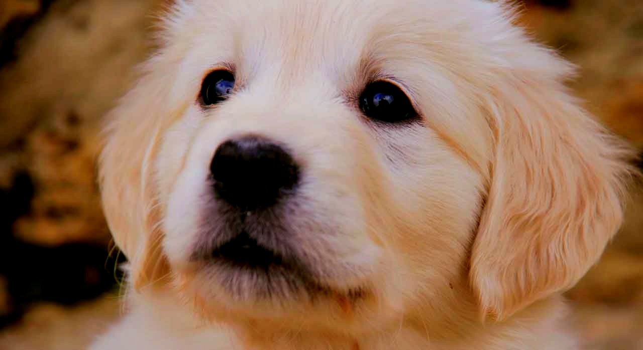 특유의 털색과 온순한 성격 덕분에 다양한 별명을 가지고 있다. [ⓒPexels &lsquo;Sam E Di&lsquo;]