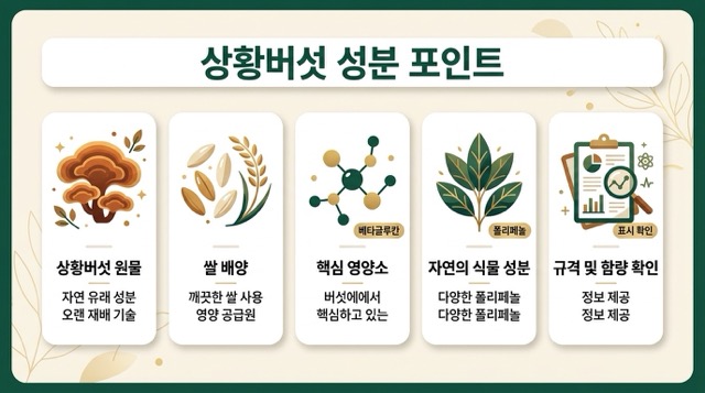 상황버섯 베타글루칸 성분 인포그래픽