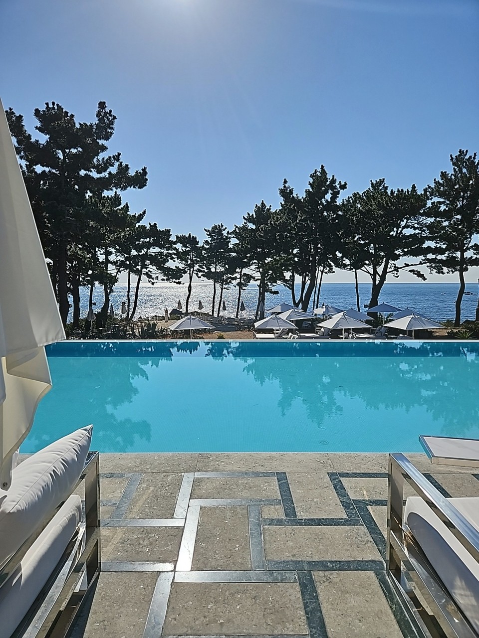 제주도 반려견 동반 맛집&amp;카페 : 동반 식당&amp;#44; 카페 추천