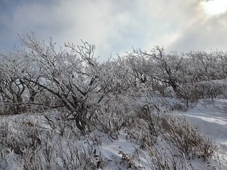 나무와 상고대의 모습
