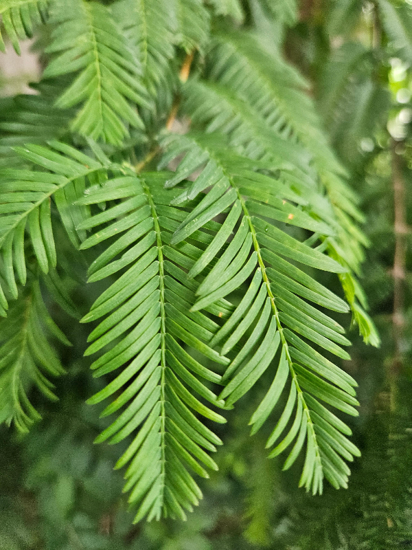 메타세쿼이아 잎