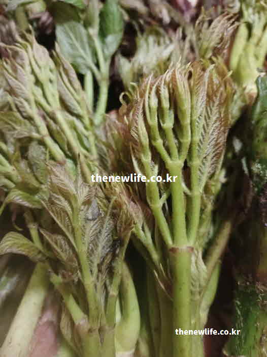 두릅 효능 혈관 건강 퀘르세틴