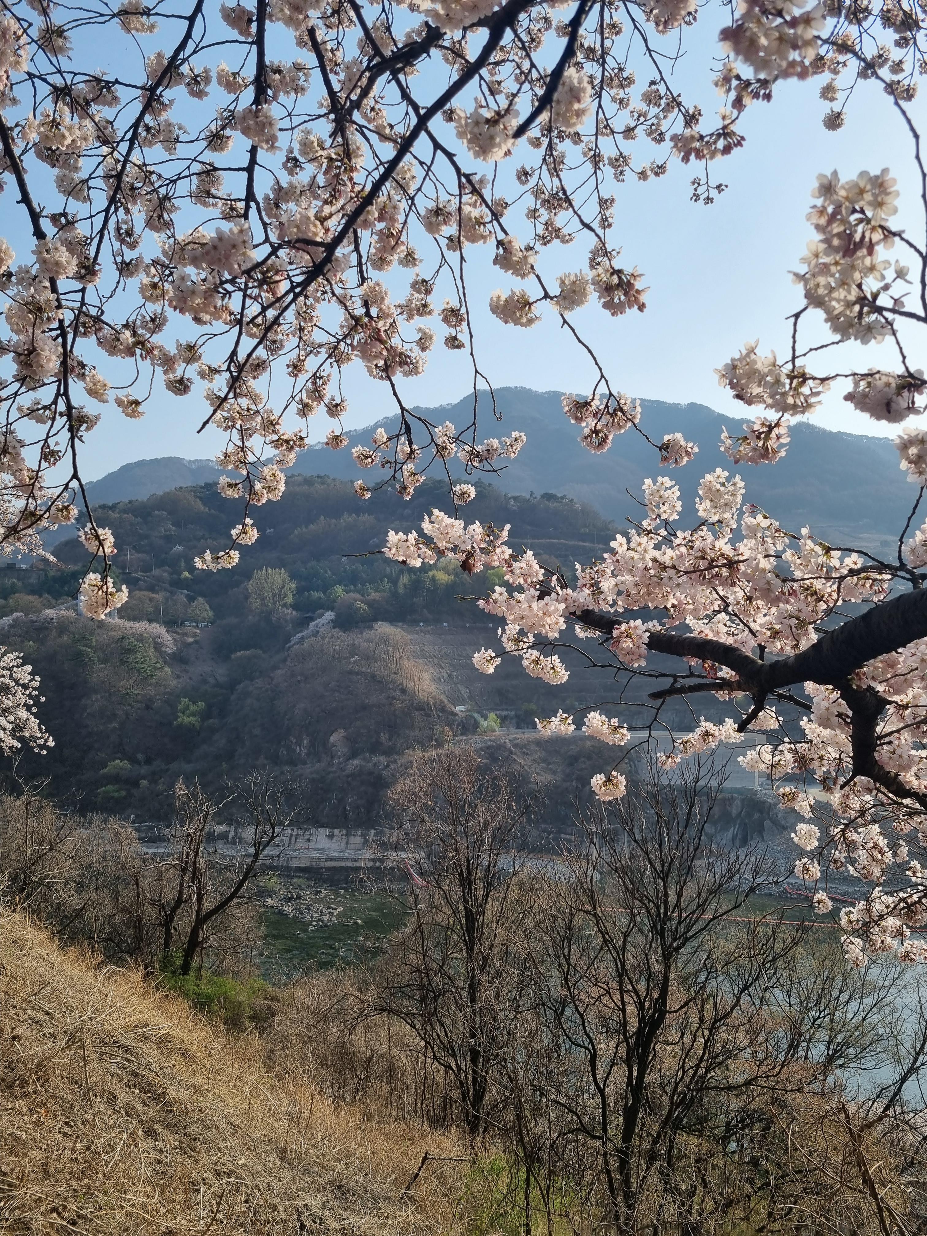충주벚꽃구경
