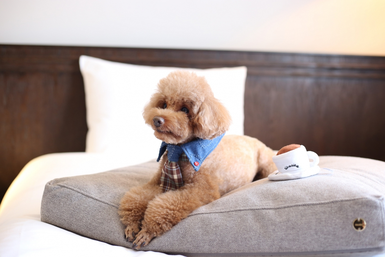 연동 메종 글래드 제주 반려견 펫캉스 패키지 이벤트 소개 참여 예약 방법 여행 강아지 동반 가능한 호텔 숙소