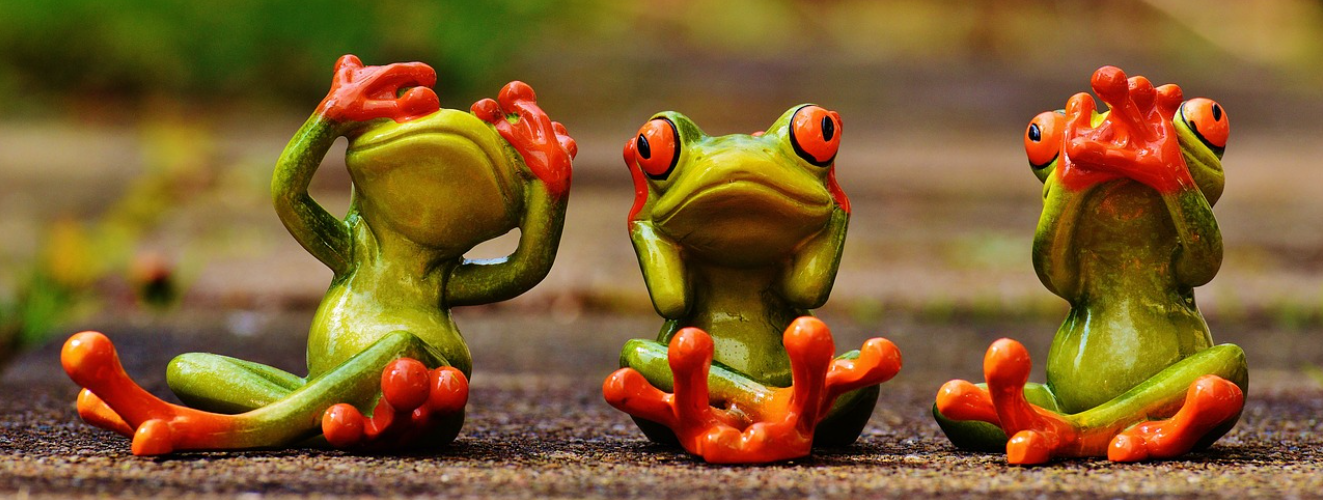 개구리가 영화 보는 사진