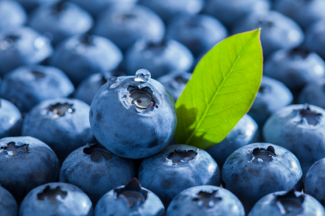 간에 좋은 음식-베리류