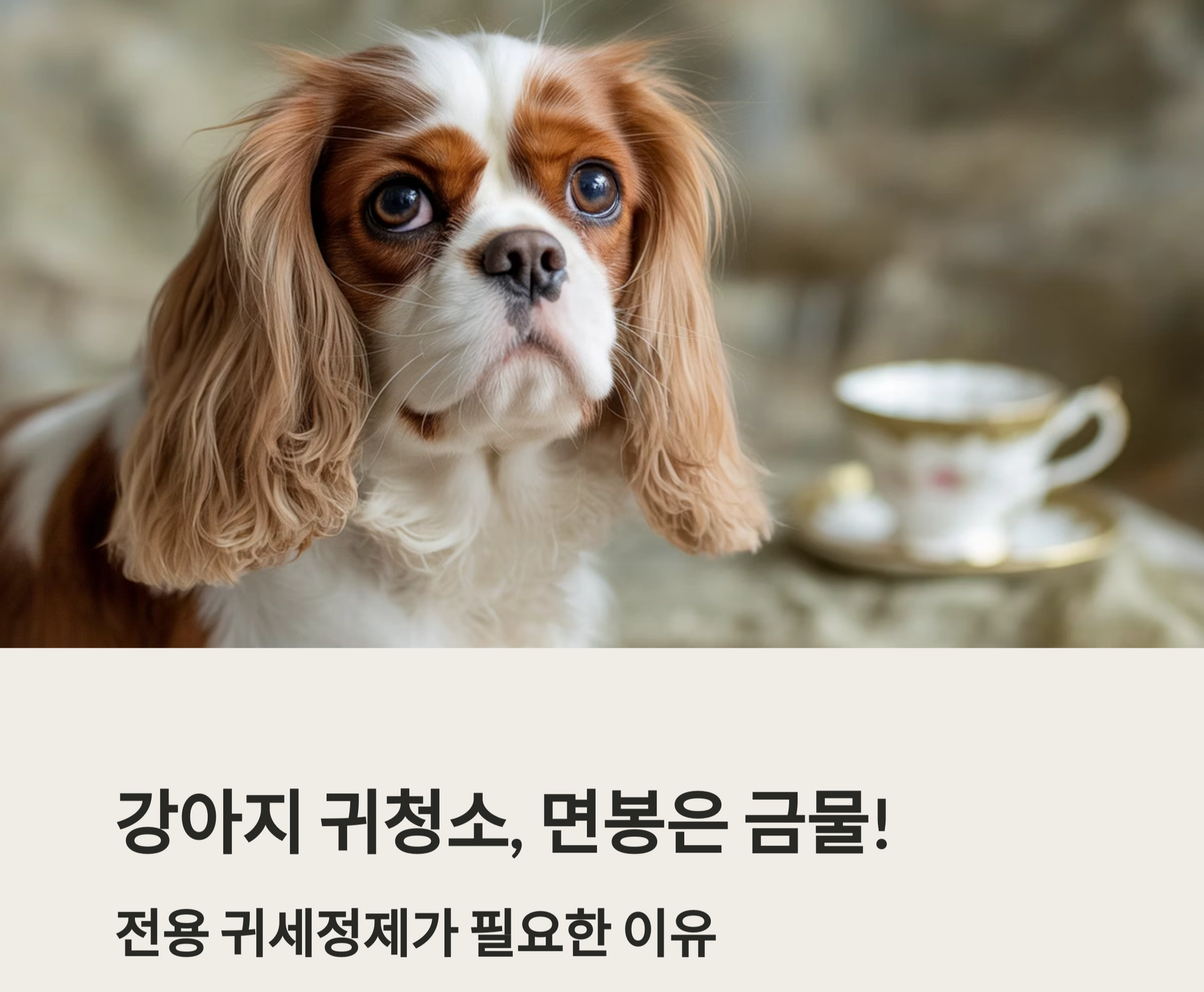 강아지 귀청소, 면봉은 금물! 전용 귀세정제가 필요한 이유