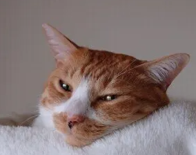 고양이의 애정 표현 5가지