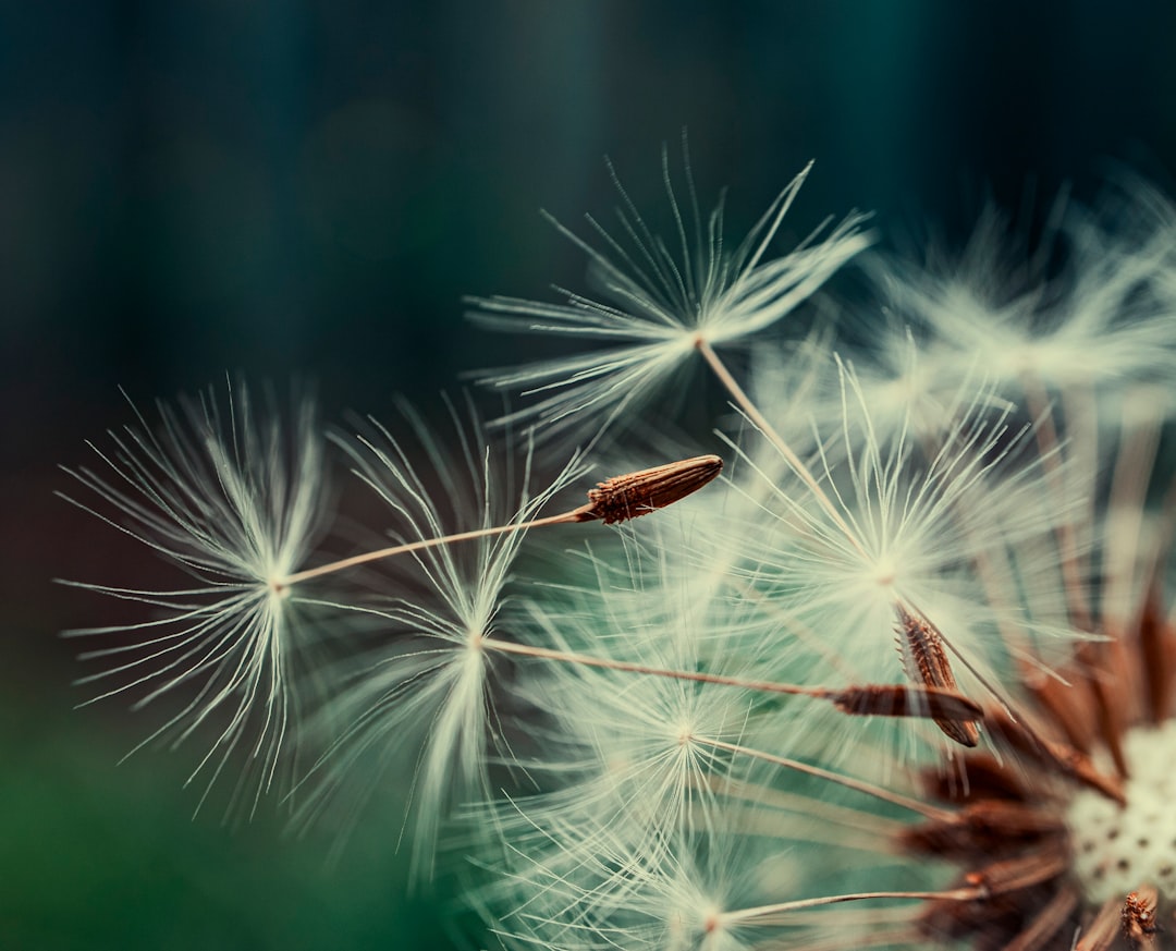 Dandelion