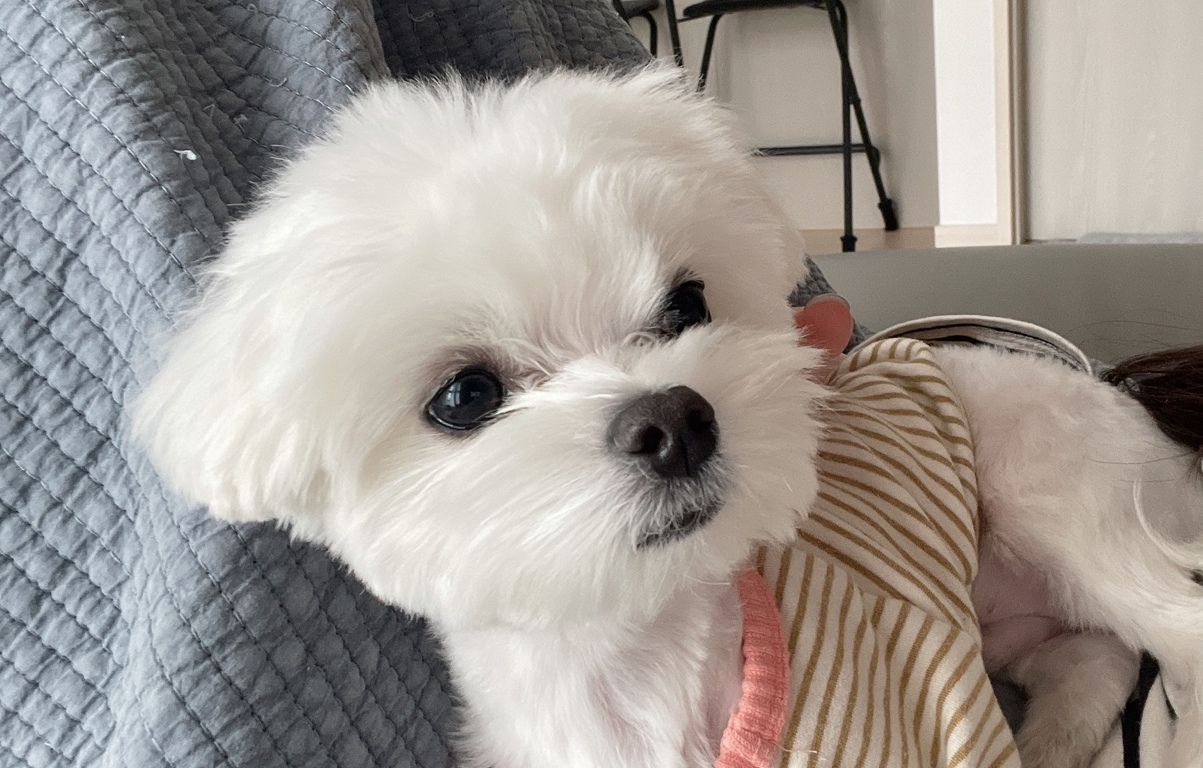 강아지-목-혹을-사전에-예방하여-건강한-생활을-하는-강아지