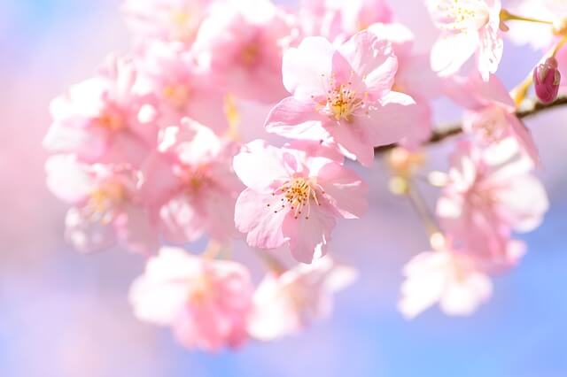 봄꽃 개화 시기 2025, 추천 명소와 축제 일정, 실시간 개화현황 확인하기