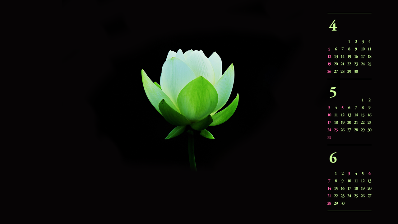 15 백련 검정배경 B - 2026년5월 달력배경화면