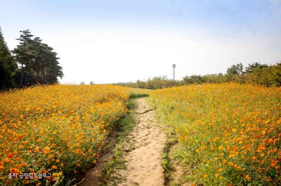 인천 드림파크 야생화단지