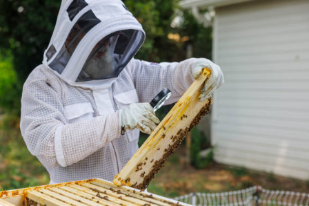 프로폴리스 효능, 부작용, 복용법 총정리 (2024ver)