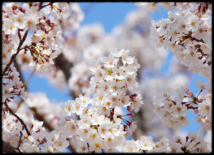 2025년 화담숲-봄맞이 최고의 벚꽃 명소