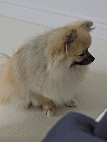 앞발을 구르는 강아지