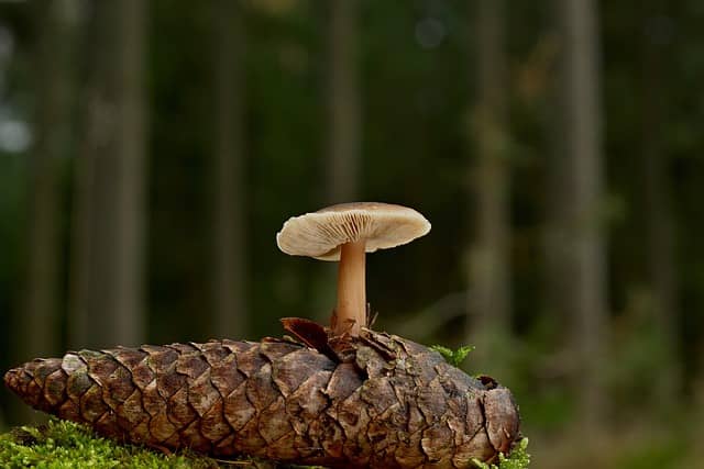 특정 환경에서 비기생적 공생이 형성되는 진화적 이유