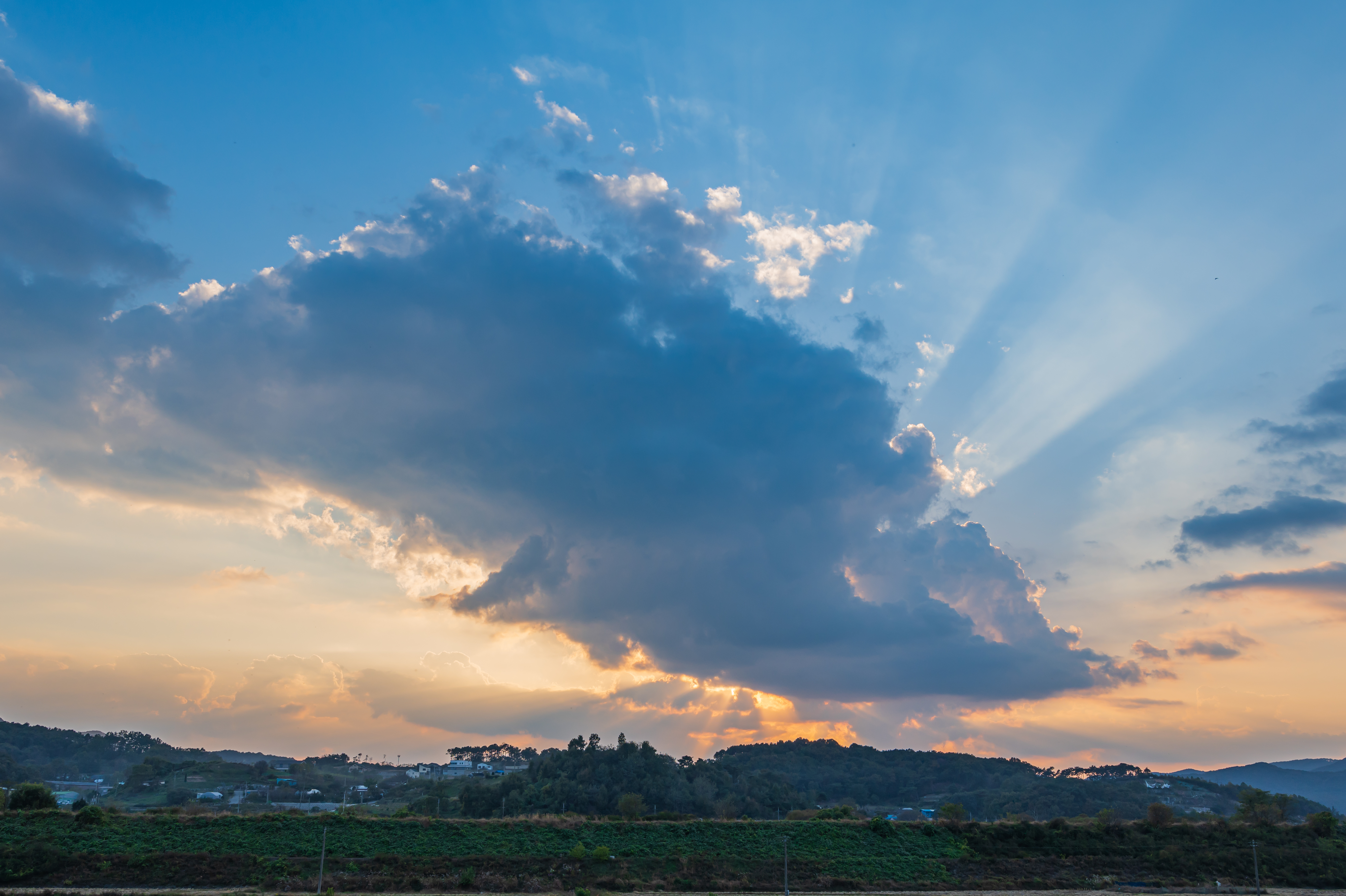 코스모스 만개 '세종 숲뜰근린공원'