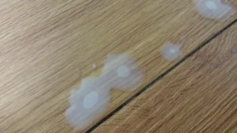 좀벌레 퇴치약 종류 원인 퇴치방법 완벽 가이드_13