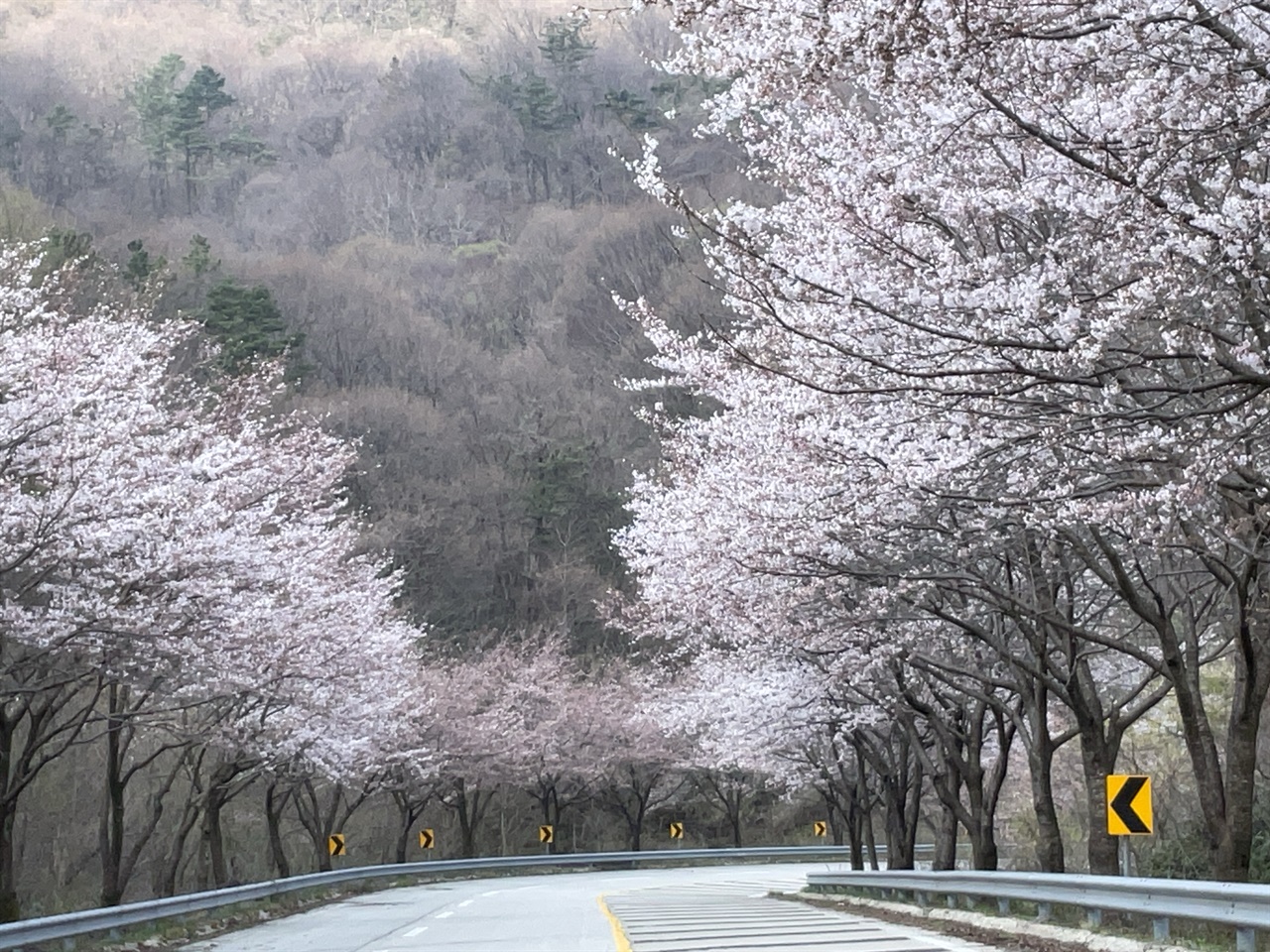 진안-백운면-백장로-서구이재-벚꽃-터널