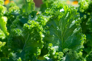 신장 질환자의 봄나물 섭취법: 칼륨은 빼고 향은 살리는 4단계 전처리 팁 총정리