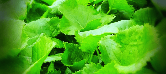 곰취-나물-사진