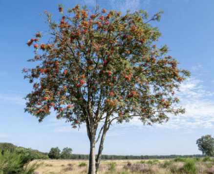 마가목 효능 부작용 먹는 방법 재배 열매, 나무 총정리