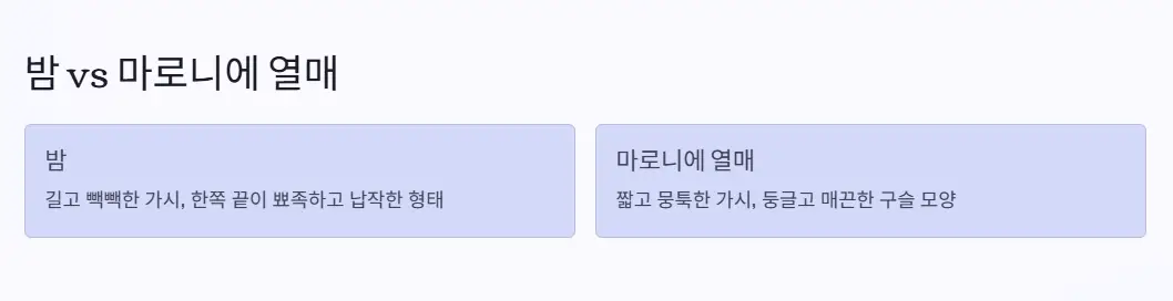 밤 마로니에 열매 구분