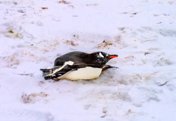 CGV 핑구 키링 재고량 및 판매처