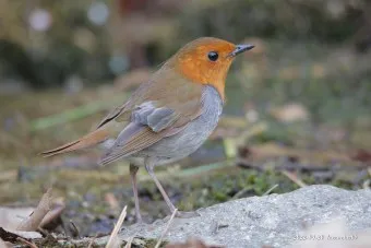 붉은가슴울새 영국 겨울 새 특징 매력 이미지_9