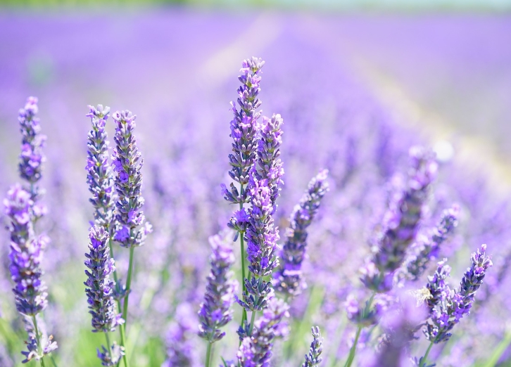 라벤더밭