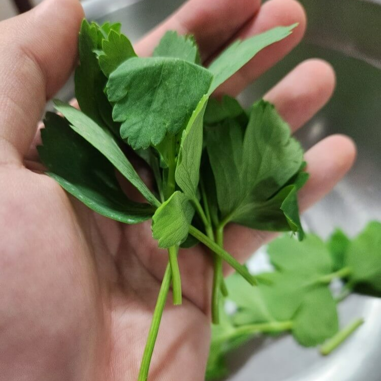 방풍나물 무침 방풍나물 효능 방풍나물 장아찌 방풍나물 겉절이 방풍나물 제철 방풍나물전 방풍나물 쌈 방풍나물뿌리 방풍나물모종 방풍나물씨앗 방풍나물재배 방풍나물키우기 방풍나물 맛 방풍나물 손질 방풍나물 부작용 세발나물 봄나물 비름나물 방풍 방풀나물 방풍나물요리 방풍나물 데치기 방풍나물 요리법 방풍나물 재배법 방풍나물 장아찌 만드는법 방풍나물 생으로 먹어도 되나요 방풍나물 나오는 시기 방풍나물 뿌리주 방풍나물 꽃 방풍나물 뿌리의 효능 방풍나물 씨앗 방풍나물 사진 방풍나물 국 방풍나물효능