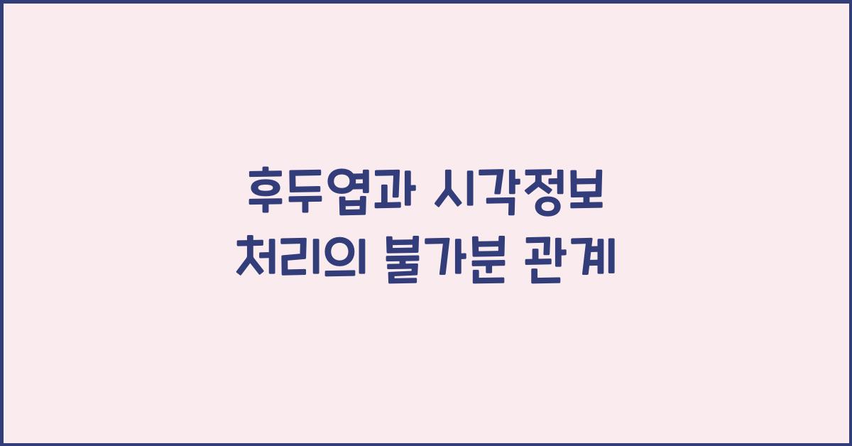 후두엽, 시각정보 처리