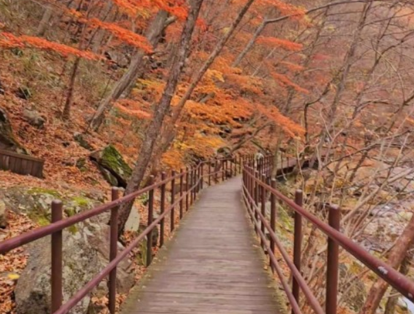 지리산 단풍