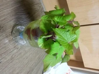 고구마 재배 달력 모종심기 관수 잡초 수확 큐어링_20