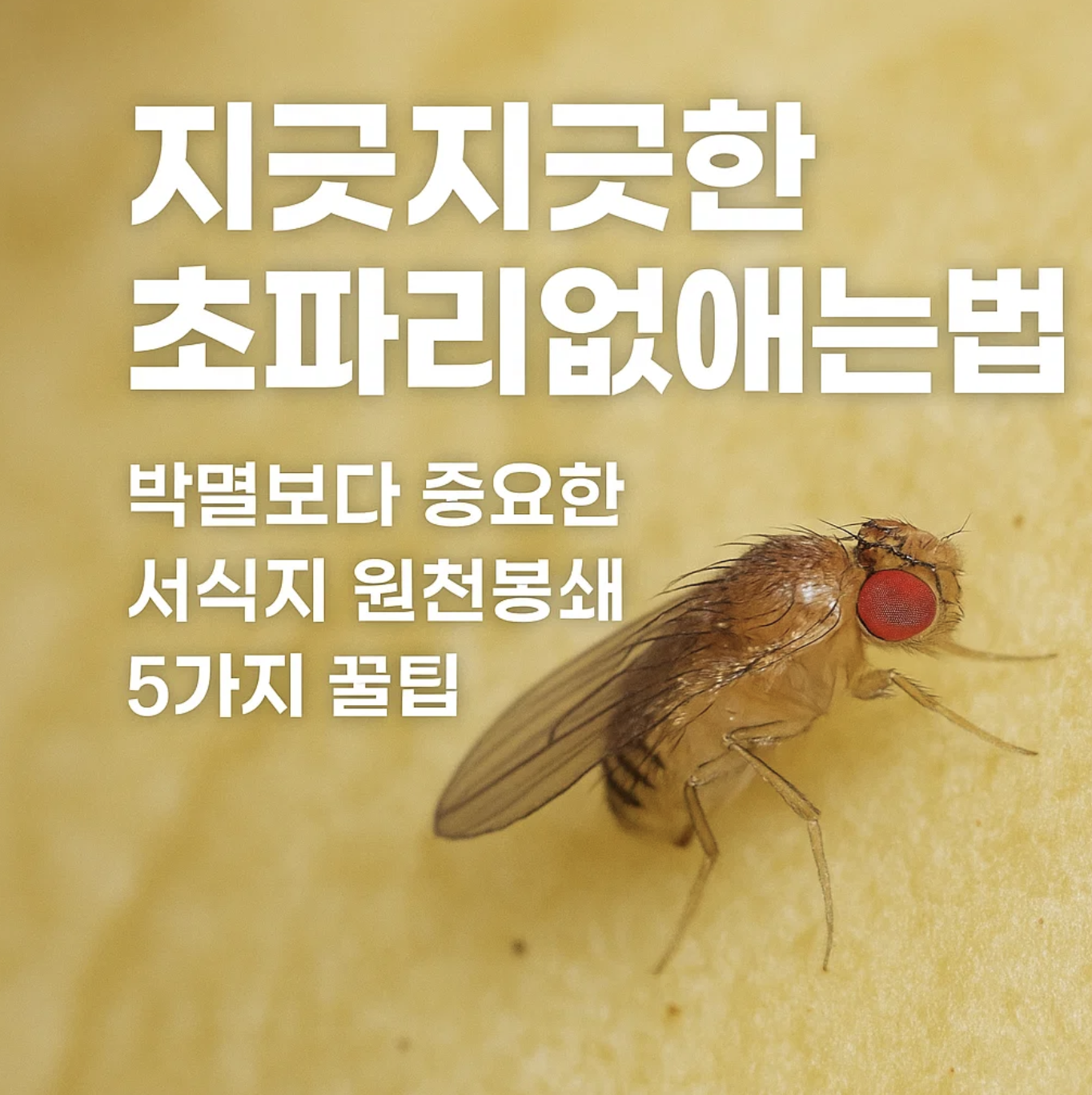 지긋지긋한 초파리없애는법, 박멸보다 중요한 서식지 원천봉쇄 5가지 꿀팁
