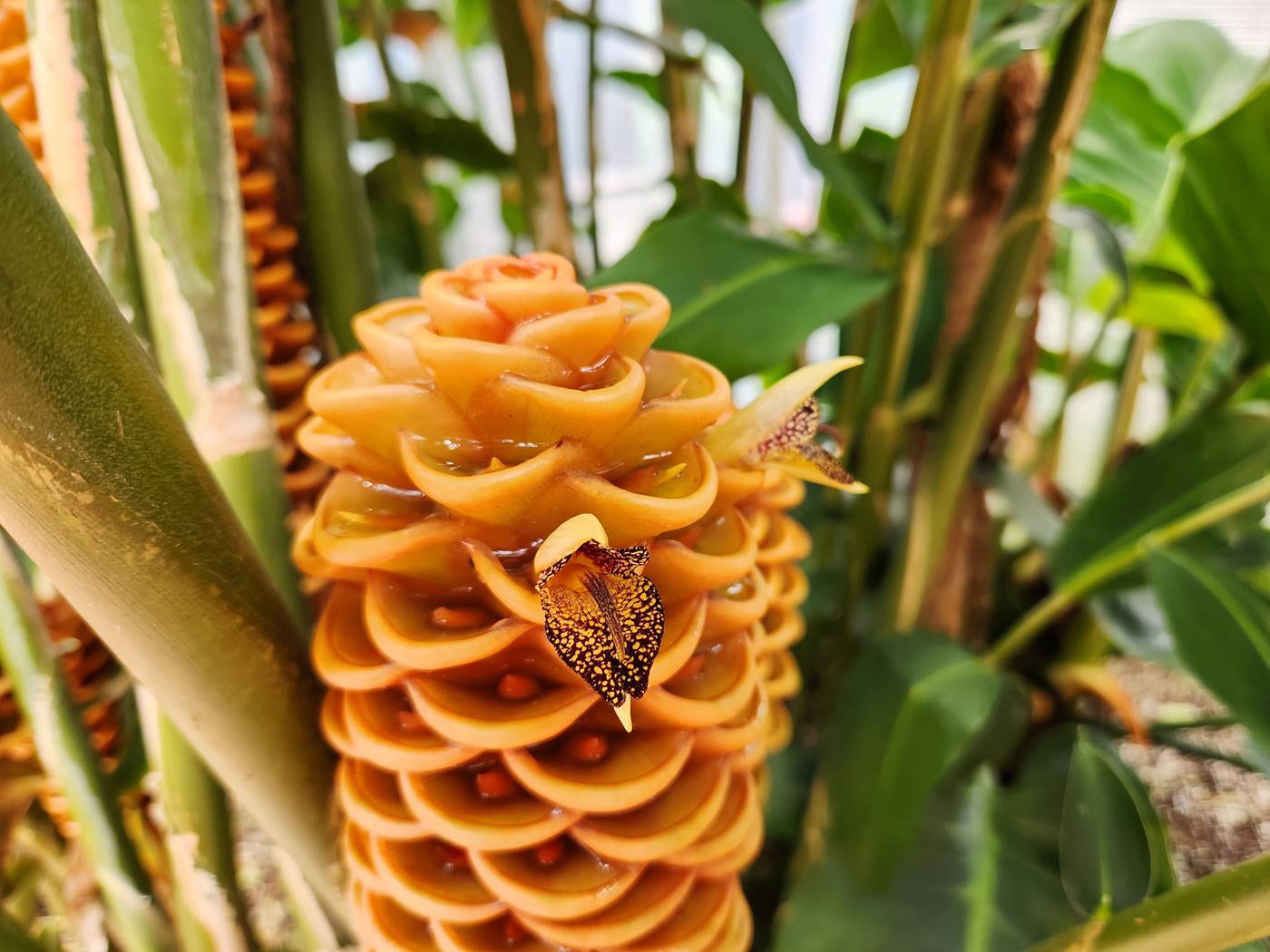 벌집징가(벌집생강)