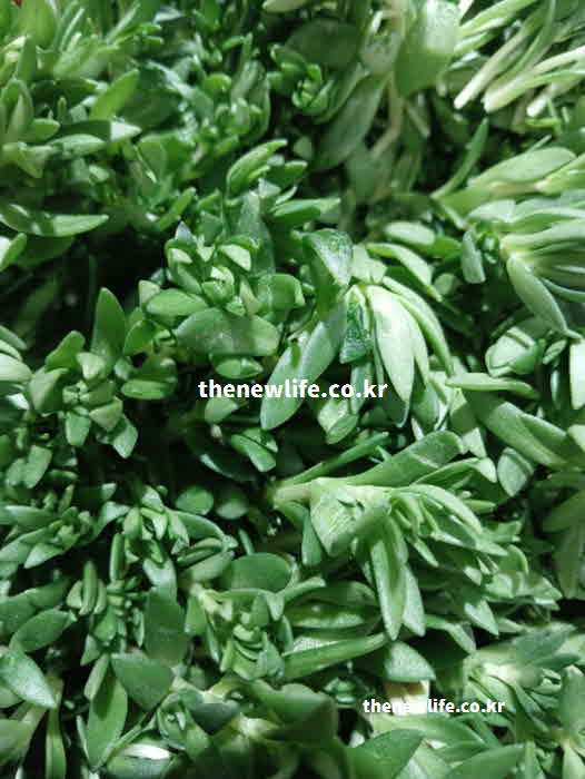 돌나물 효능 여성 건강 이소플라본