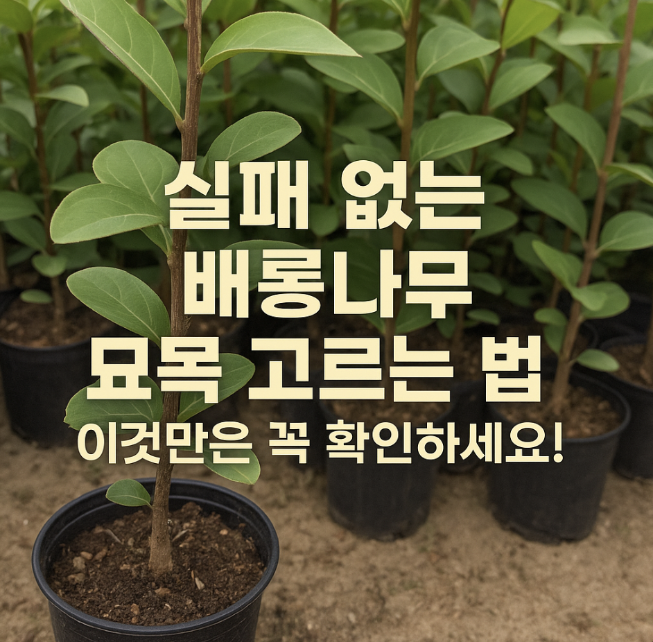 실패 없는 배롱나무 묘목 고르는 법, 이것만은 꼭 확인하세요!