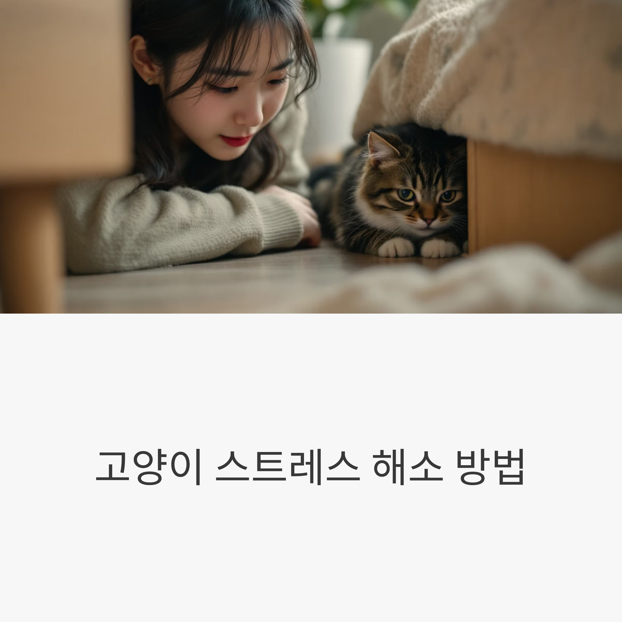 고양이 스트레스 해소 방법