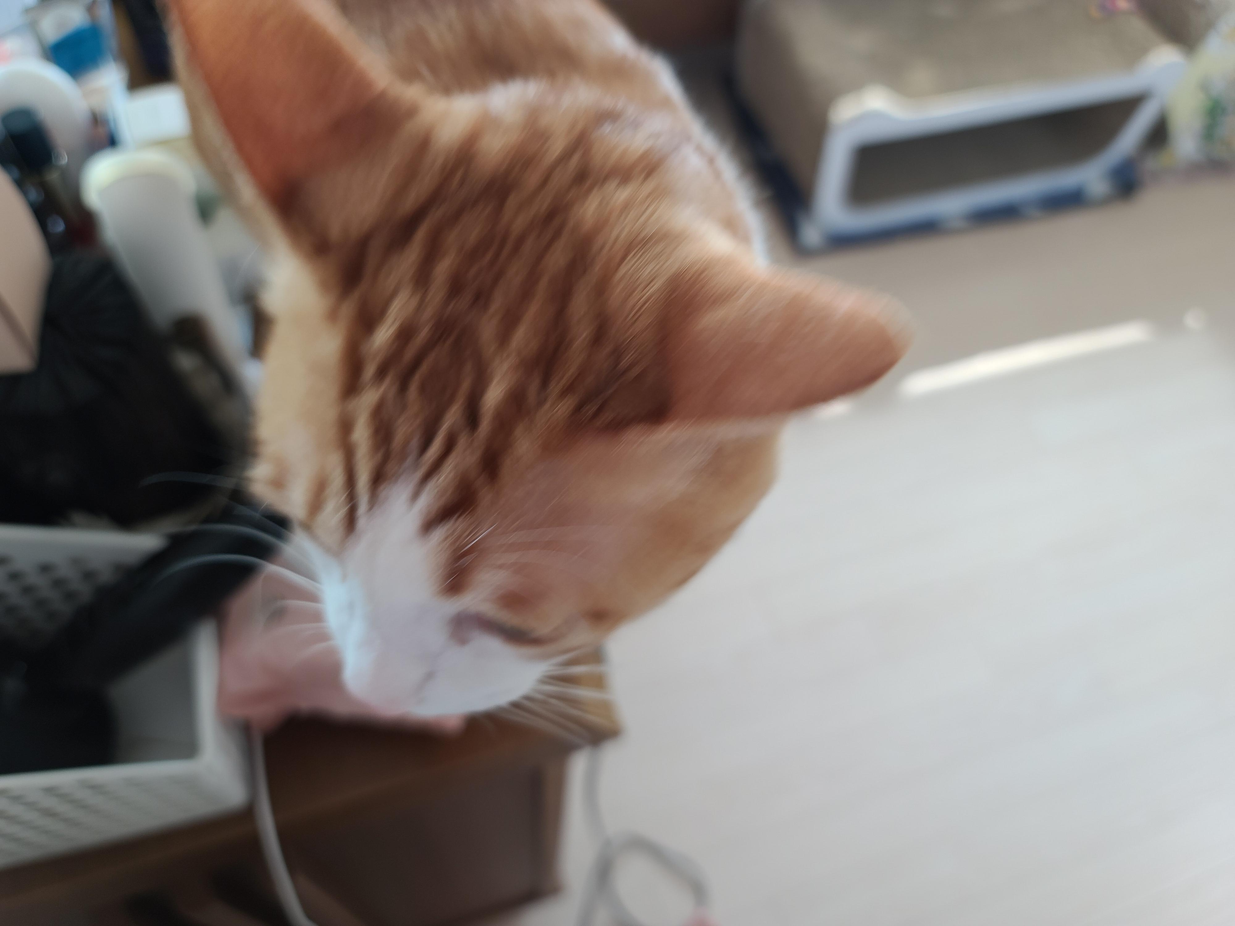 9냥이 집사의 눈뜨면 하는 일들.