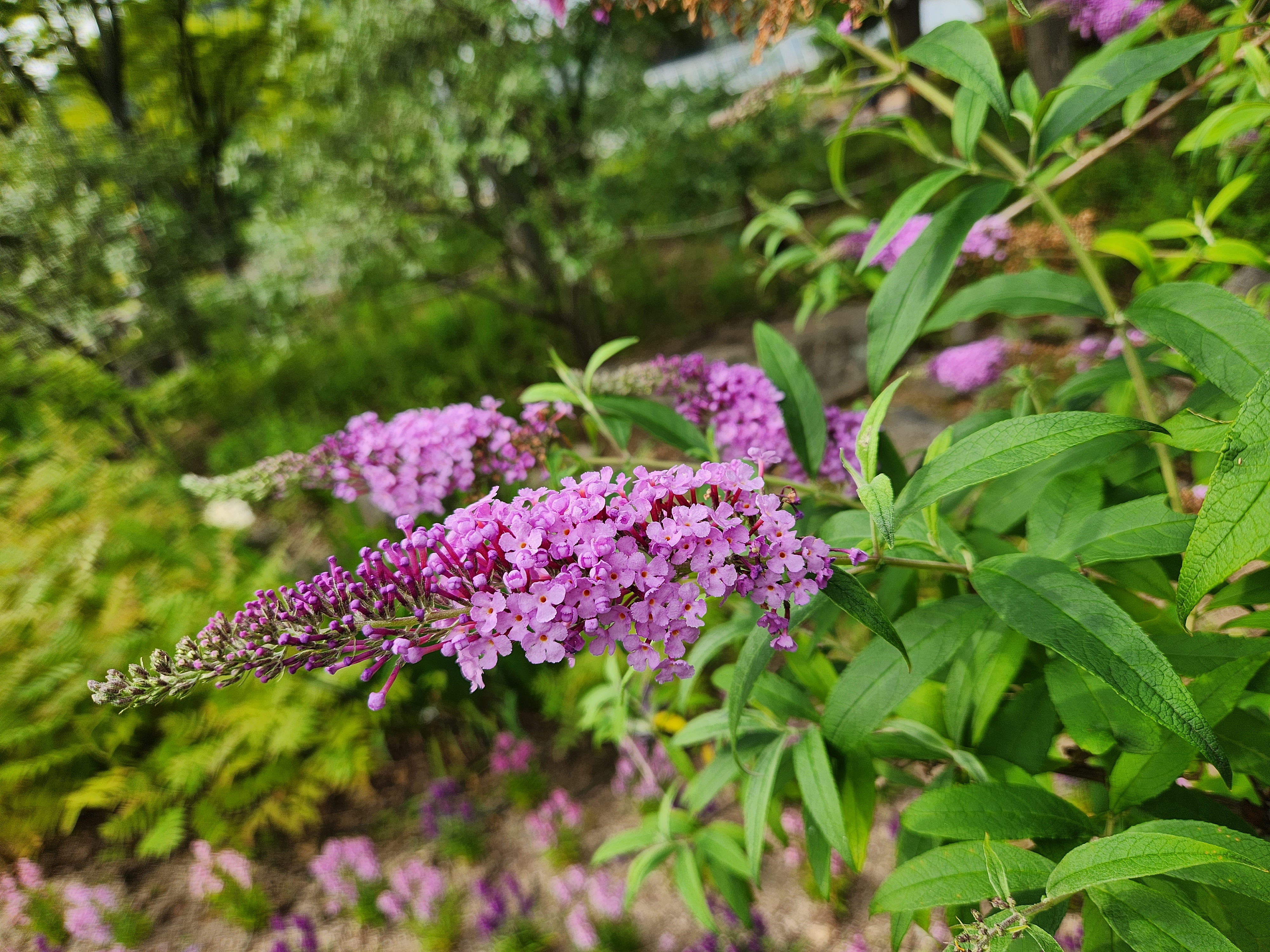 부들레야(Buddleia)