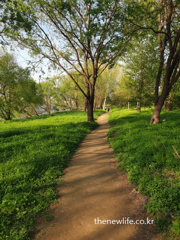 서울 암사생태공원 걷기 좋은 길 &ndash; 강변을 따라 이어지는 자연 그대로의 흙길 산책로