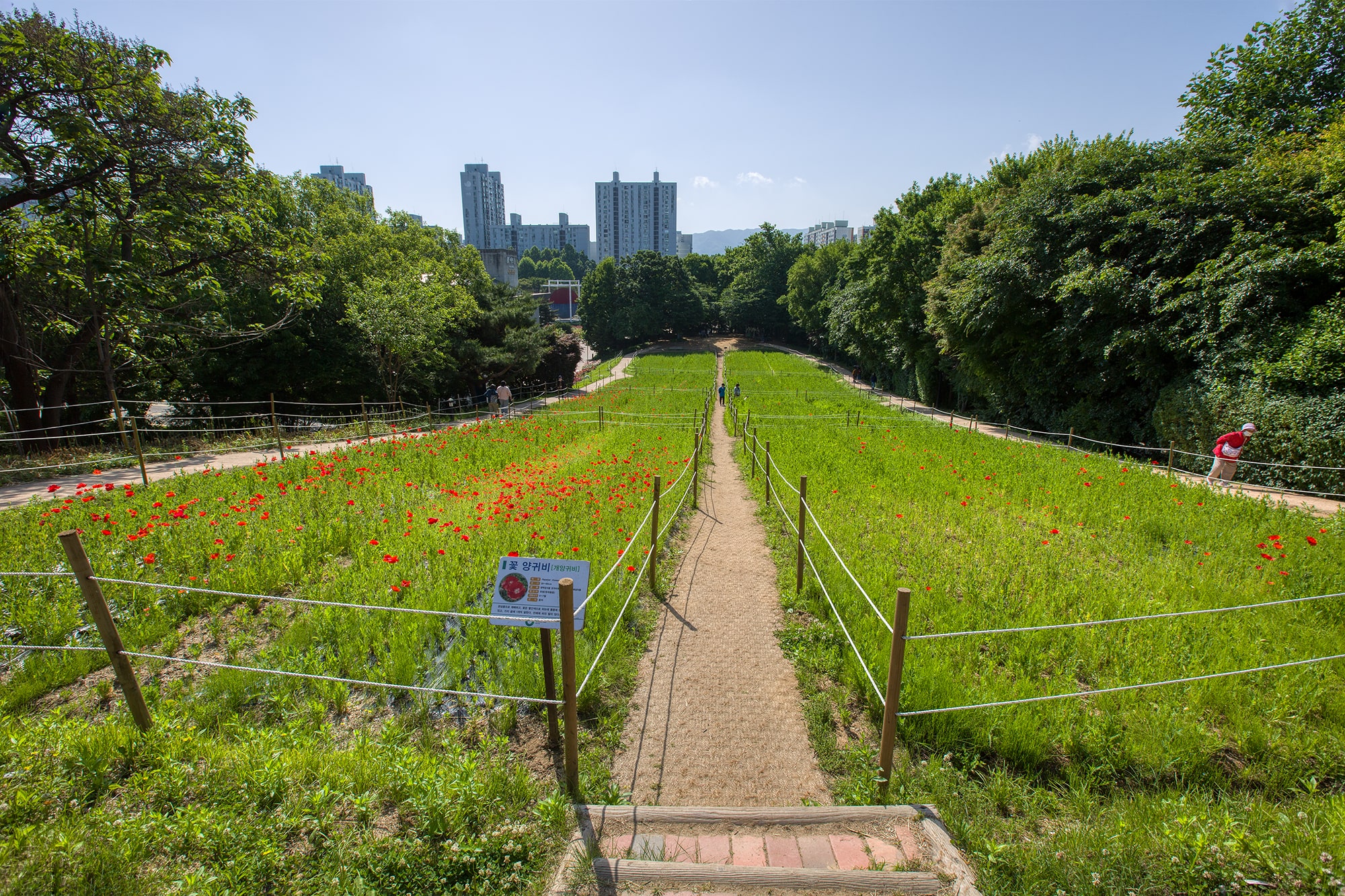 올림픽공원 들꽃마루 - 2