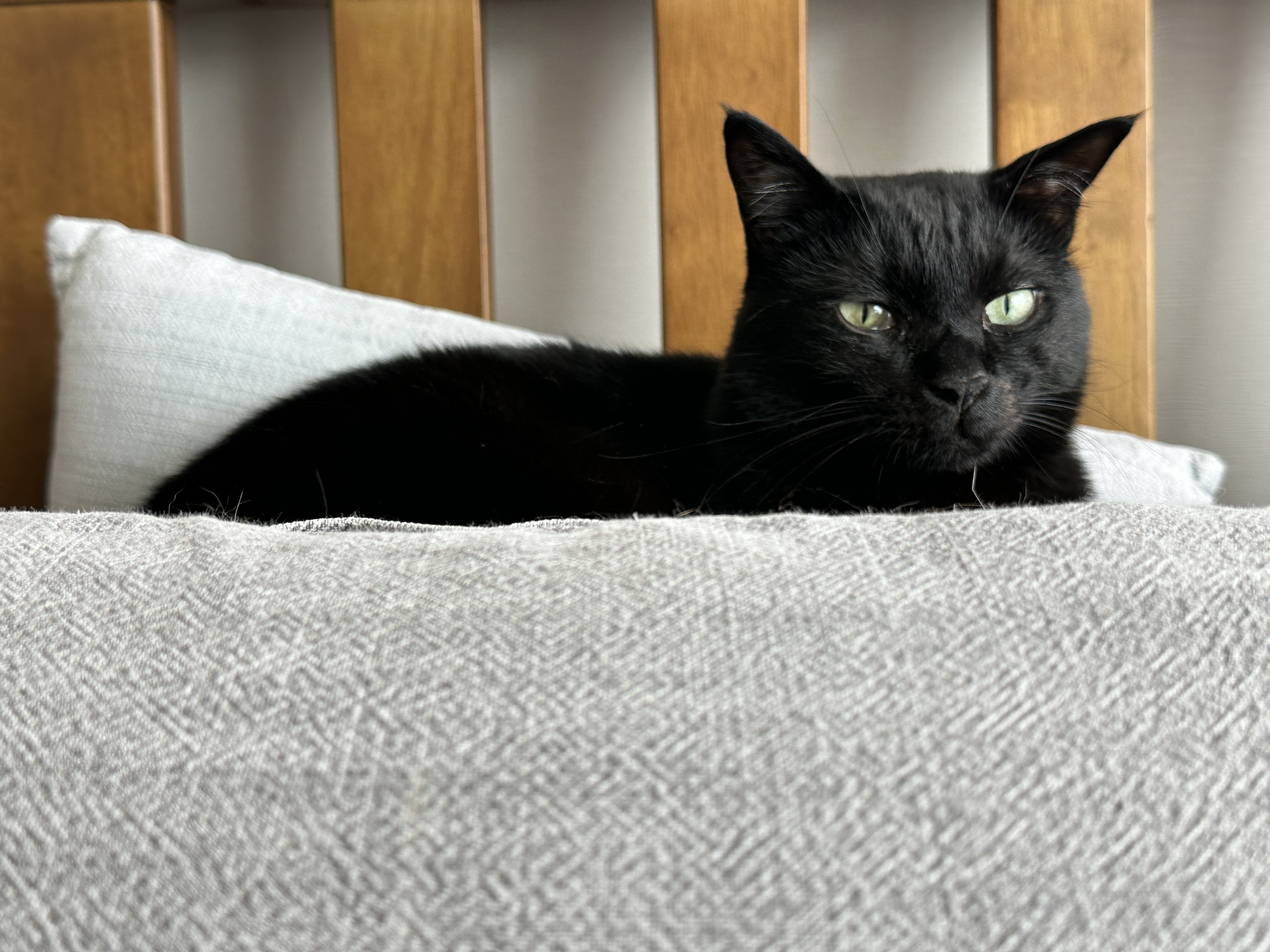 멋쟁이 건이 훔쳐보기 (feat. 냥냥이가 카메라렌즈를 어떻게 생각하냐면..)