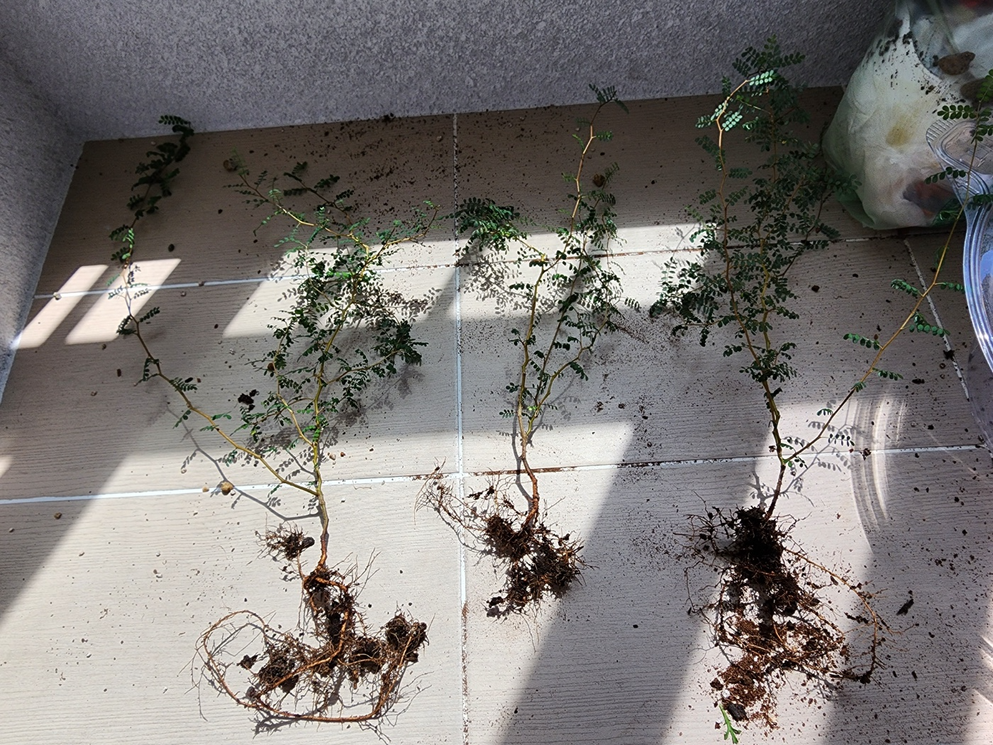 한화분에 식재되어 있던 소포라 나누기