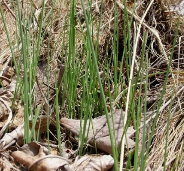 달래 효능 부작용 뿌리 고르는법
