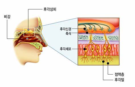 코의 후각 기능