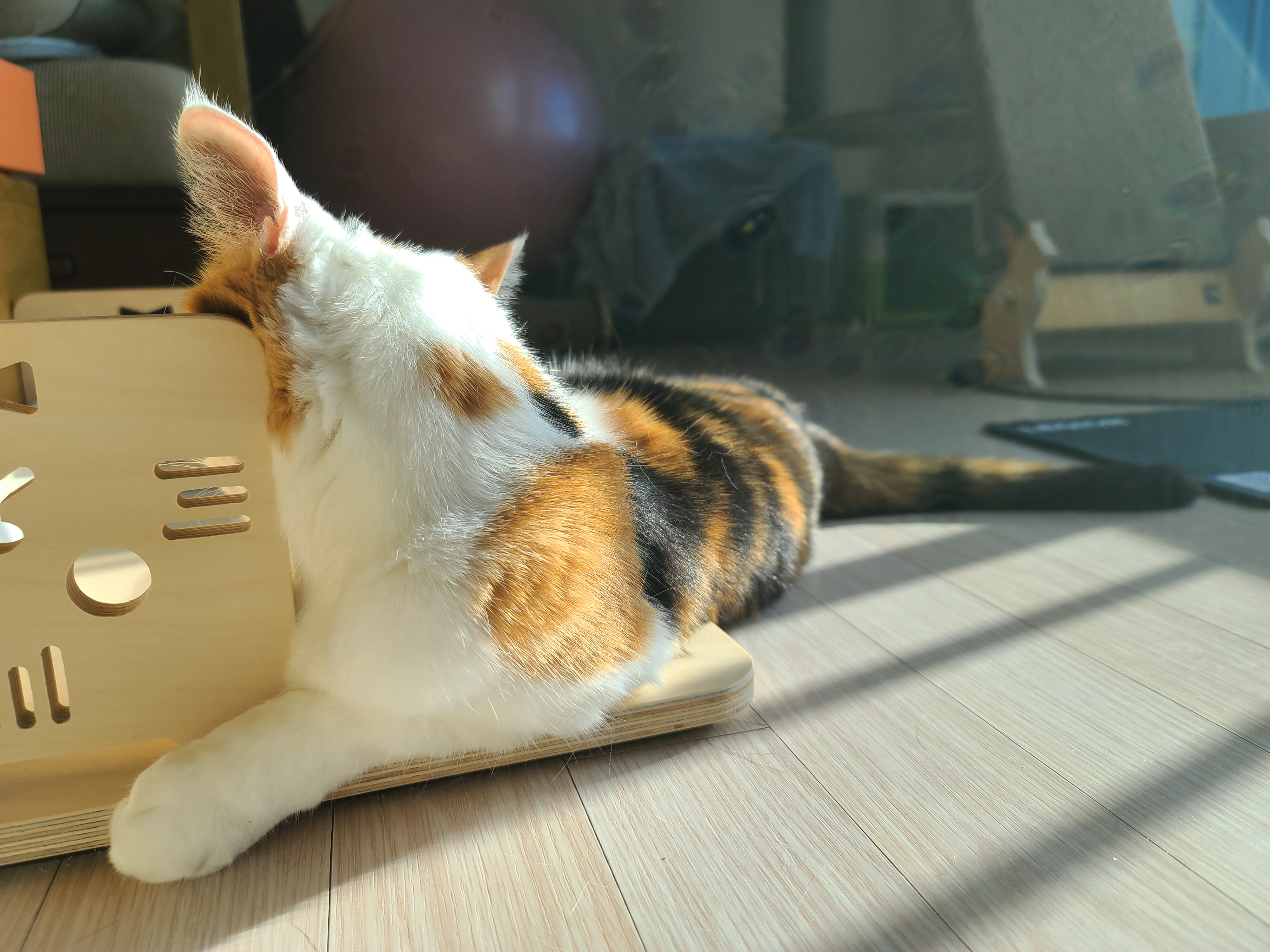 아침인사 요란하게 하는 요미 ㅋ