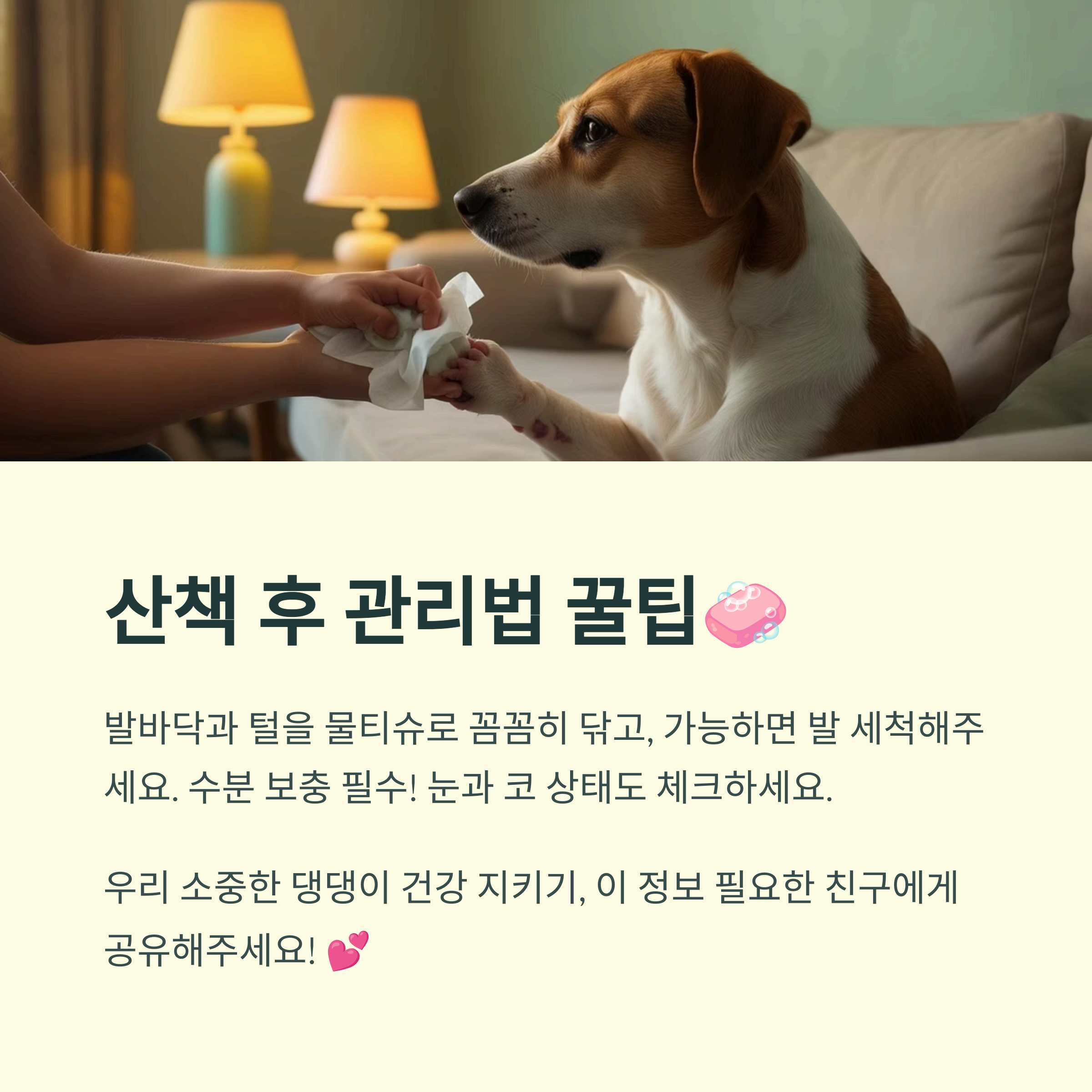 산책 후 관리법 꿀팁
